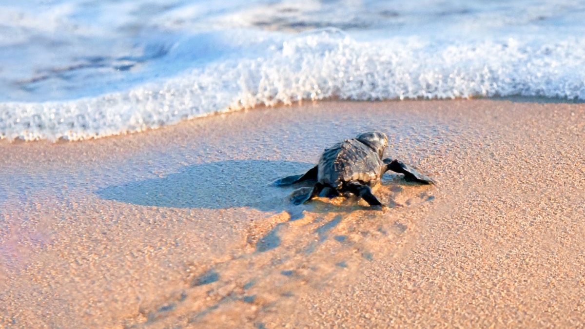 Antalya'da caretta carettalar için yaşam nöbeti