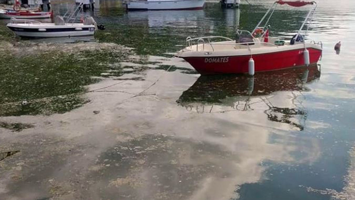 Deniz salyası yayılmaya devam ediyor: Karadeniz'e sıçradı