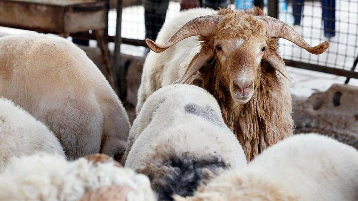 Kızılay vekaletle kurban kesim fiyatlarını açıkladı
