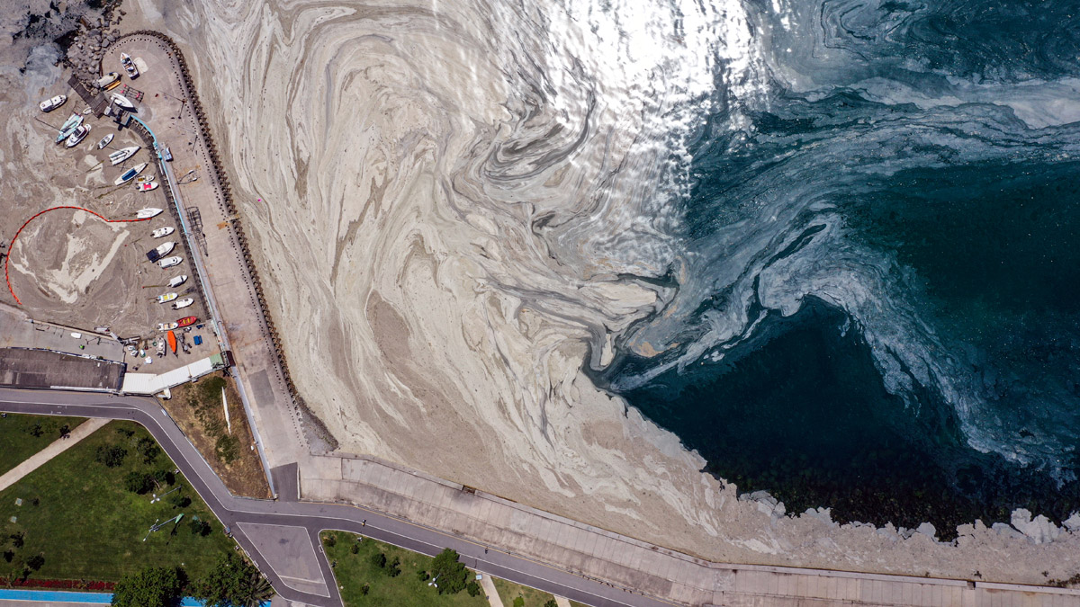 Müsilaj incelemesinin ilk sonuçları geldi: Pandemi de etkiledi, sudaki canlılar strese girdi