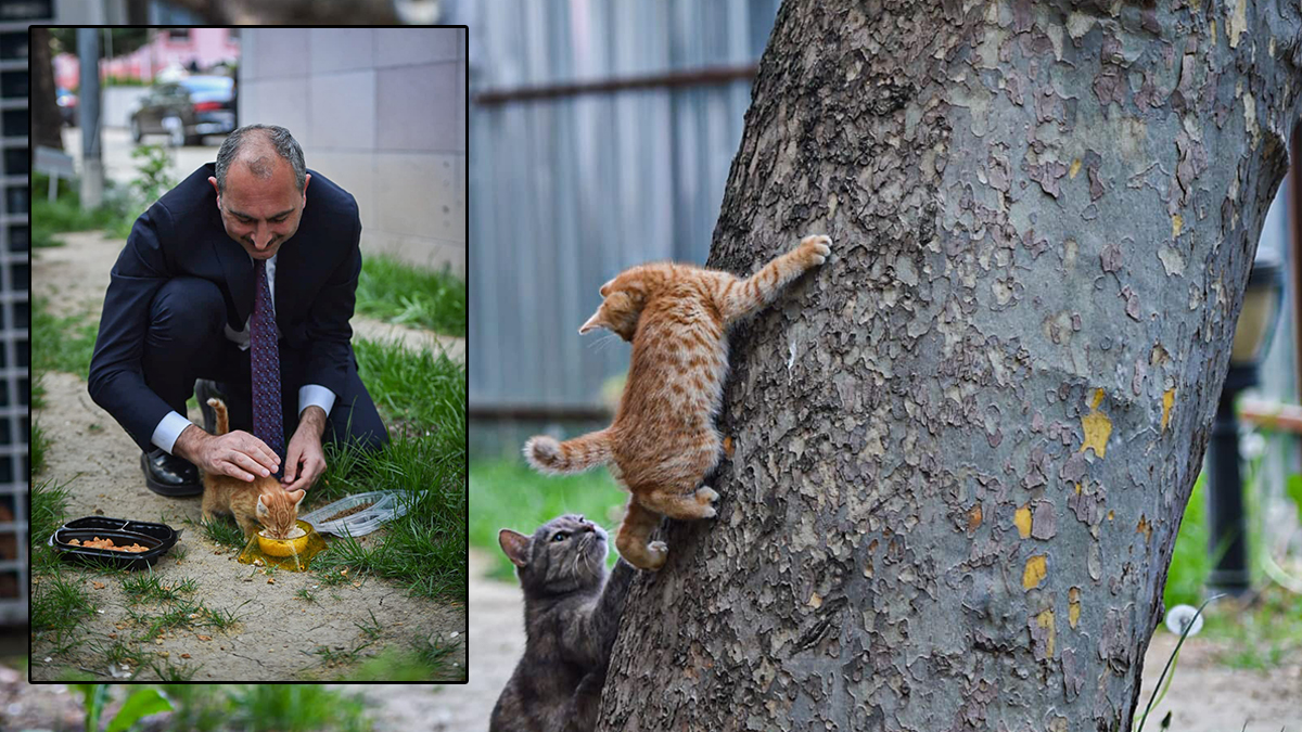 Adalet Bakanı Gül'den 'Hayvan Hakları Yasası' mesajı: Geri sayım başladı