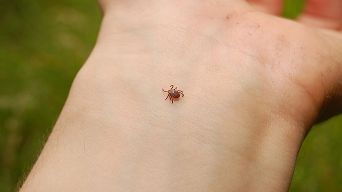 Kenelerden korunmak için ne yapılmalı?