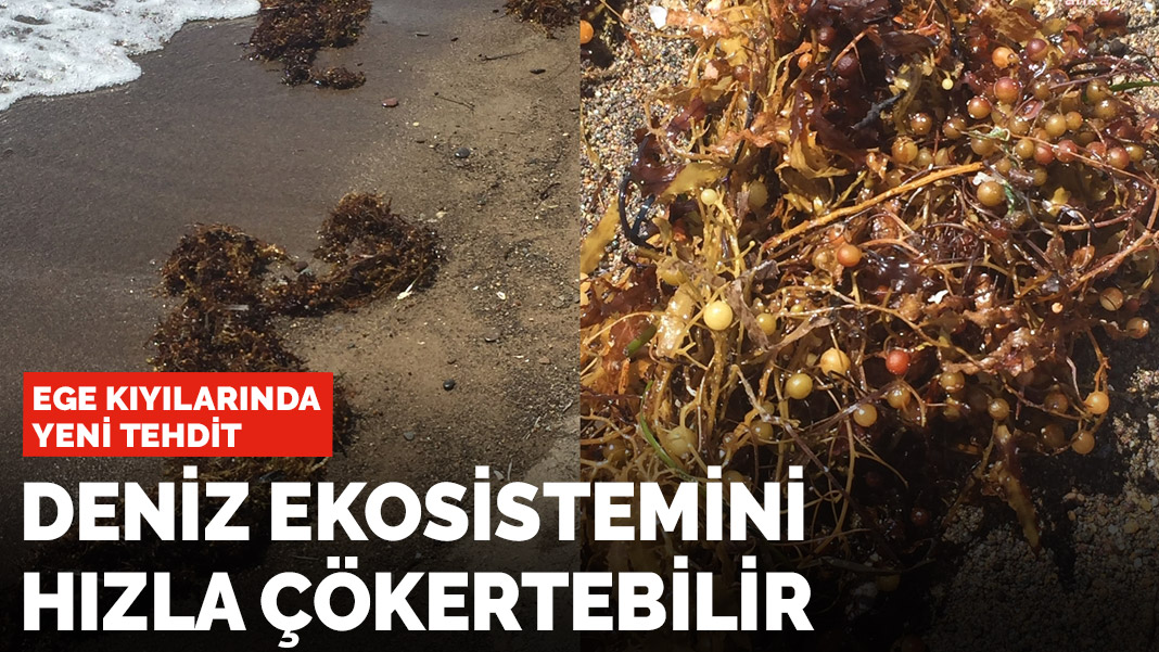 Ege kıyılarında yeni tehdit! Deniz ekosistemini hızla çökertebilir