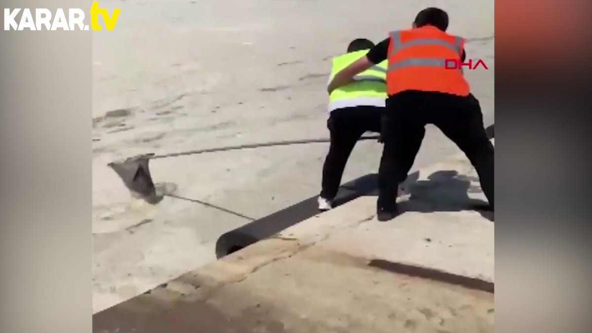 Müsilaj nedeniyle uçamayan martı böyle kurtarıldı