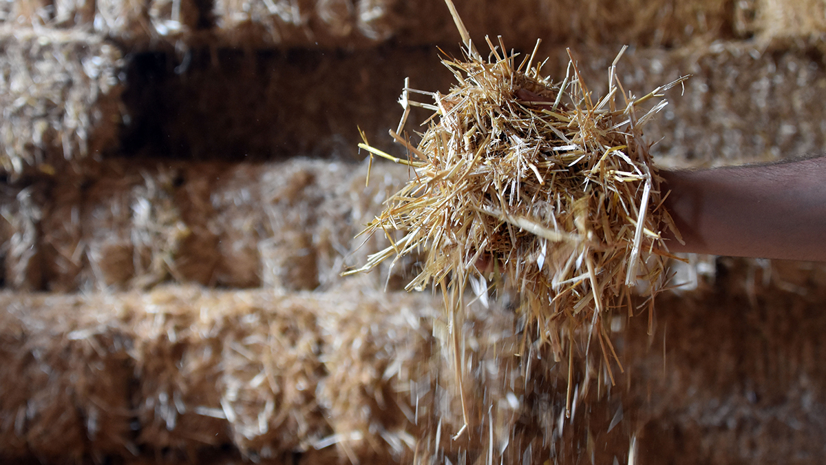 Kuraklık Konya'yı da vurdu: Samanın kilosu 1 liraya çıktı