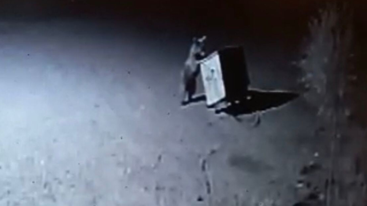 Tunceli'de çöp karıştıran ayılar kameraya yakalandı