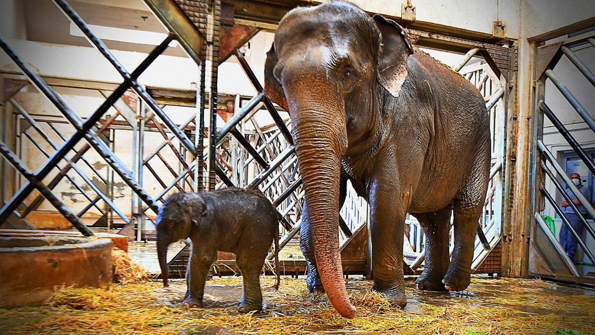 Escalera pata de elefante