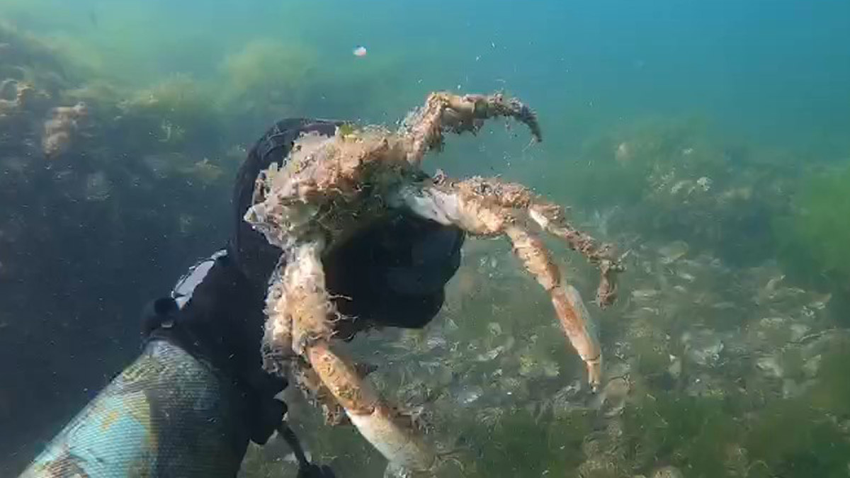 Müsilajın deniz dibindeki 'öldürücü' etkisi görüntülendi