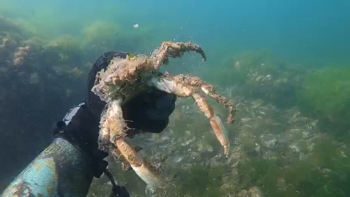 Müsilajın deniz altındaki tahribatı böyle görüntülendi