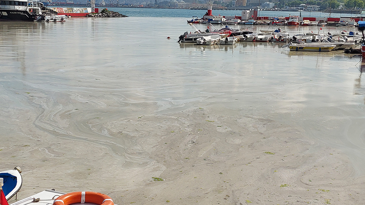 Deniz salyası Karadeniz'de görülür mü?