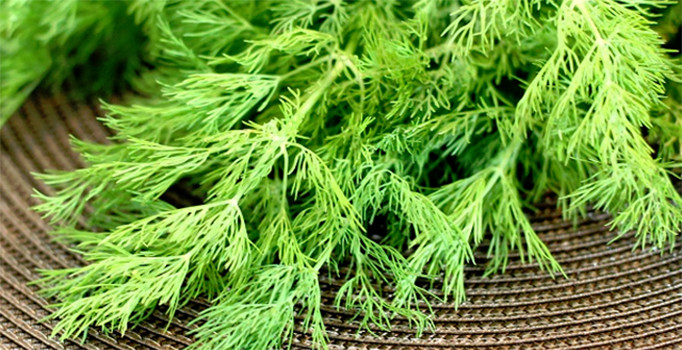 Yayılmacı tiroite çare: Bol cevizve dereotu