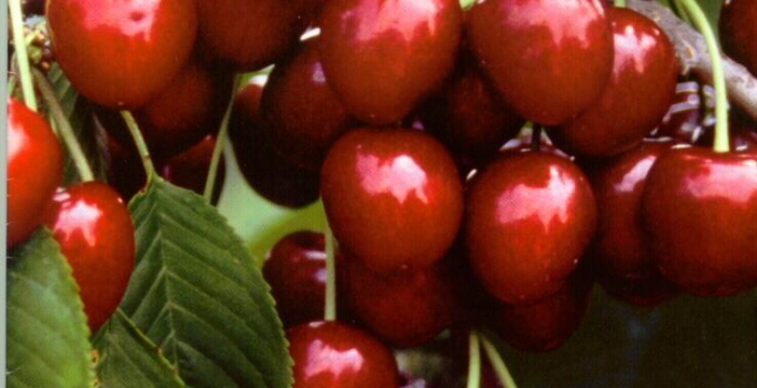 Yağmur kirazları çürüttü