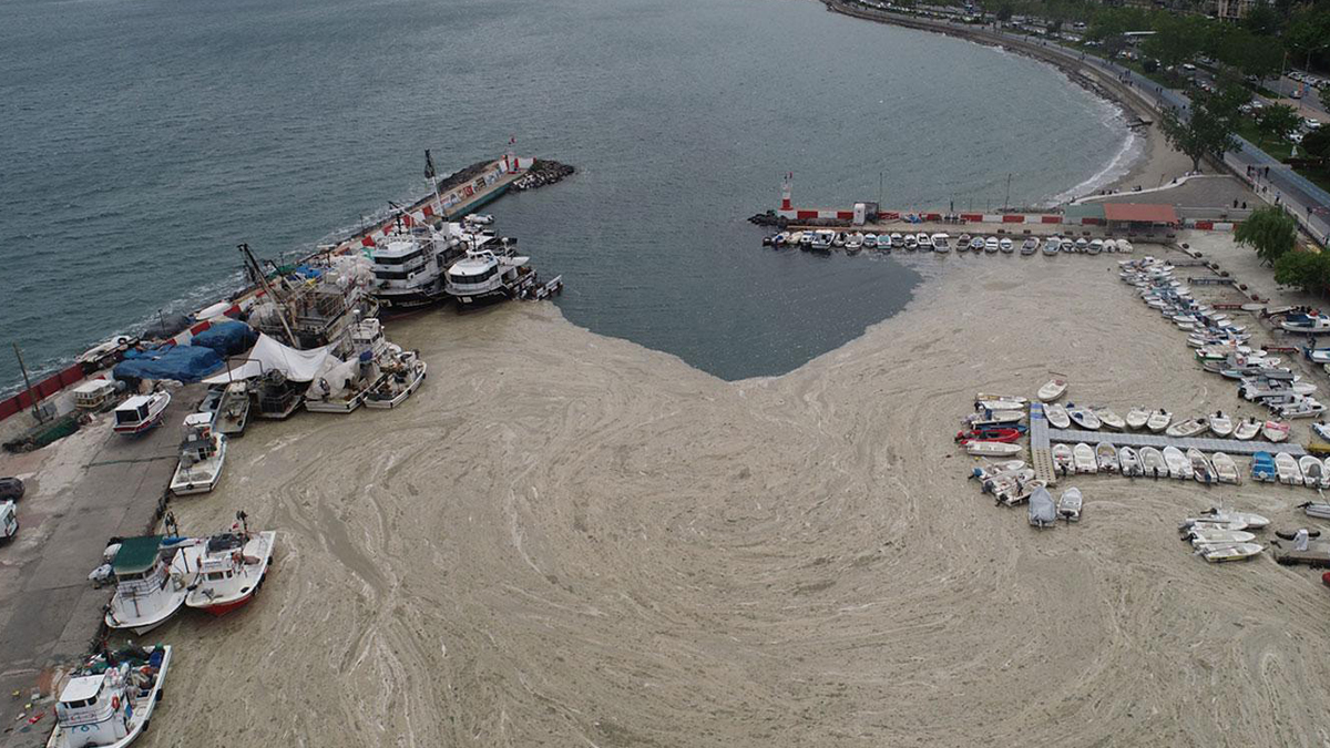 Müsilajla mücadele için bilim kurulu oluşturuldu