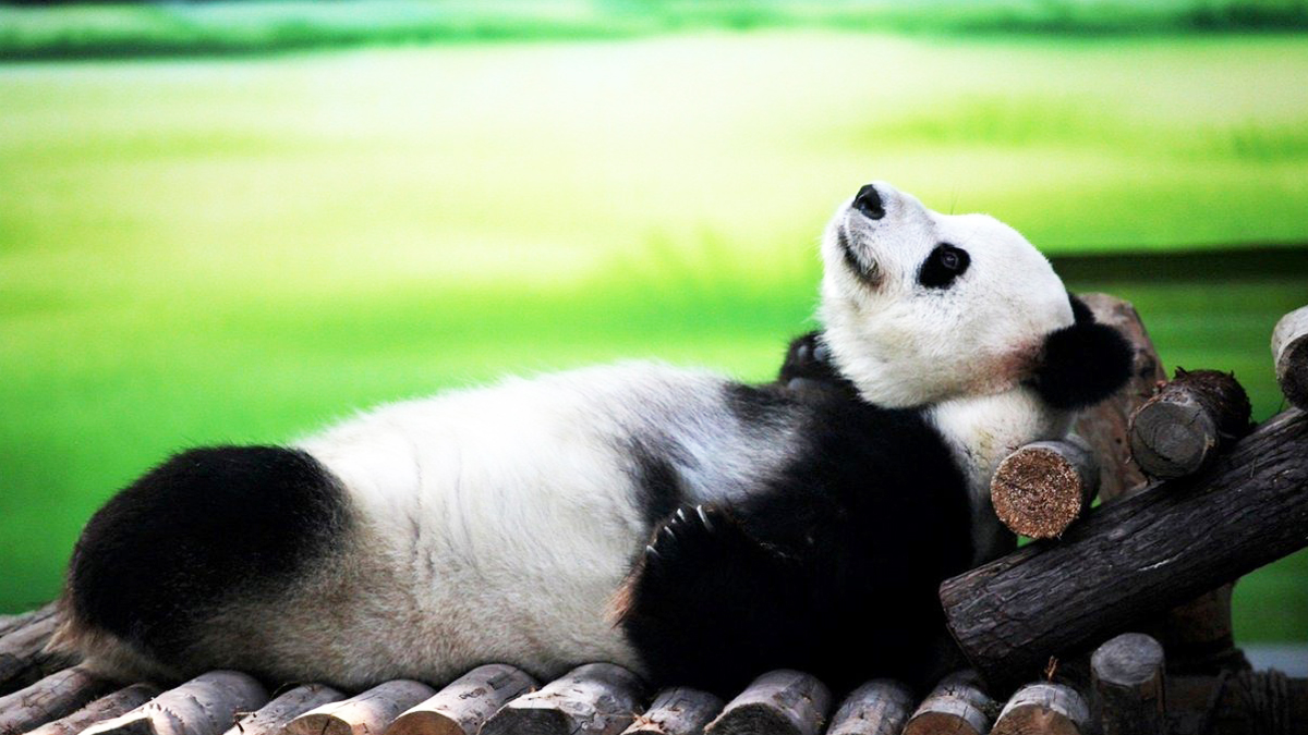 Şin Şin ikiz doğurdu, sevinç çığlıkları yükseldi