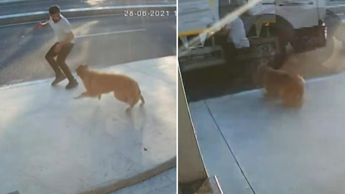 Köpekten korkunca kamyonun altında kalıyordu