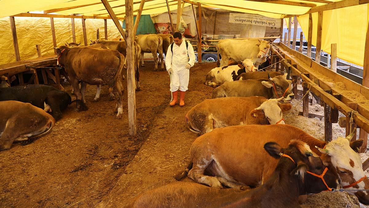 Kurban satış ve kesim yerleri belli oldu mu? Randevusu olmayan giremeyecek