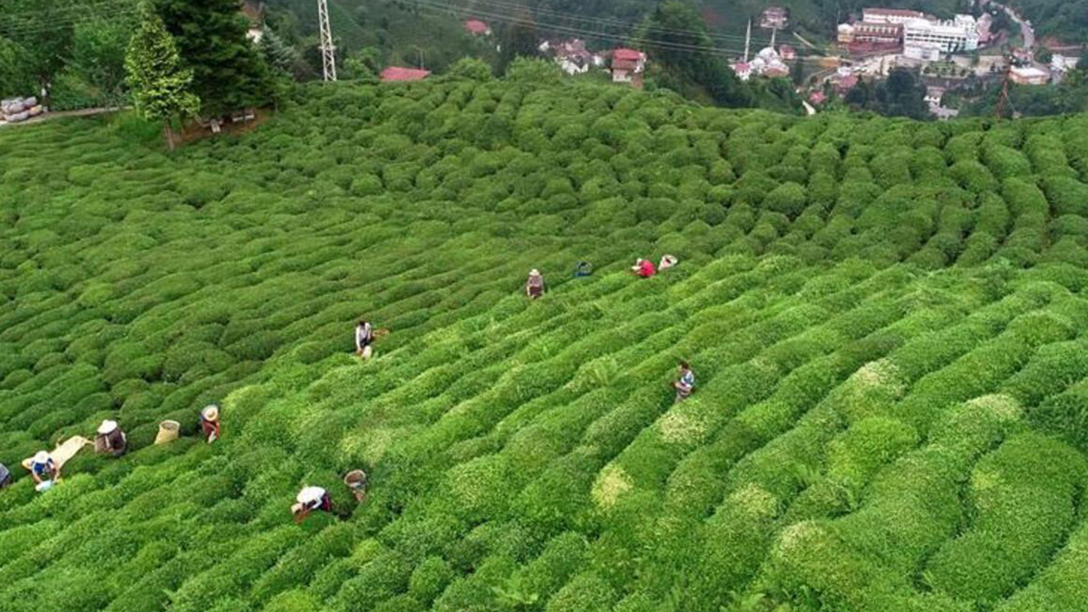 ÇAYKUR Genel Müdürü'nden şaşırtan sözler: Ben de çayımı özel bir fabrikaya verdim