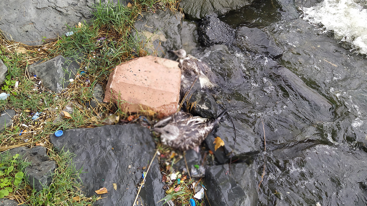 Küçükçekmece Gölü'nde balık ölümlerinin ardından martı ölümleri