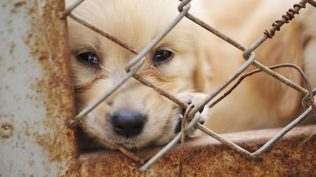 Hayvanları Koruma Kanunu teklifi komisyondan geçti