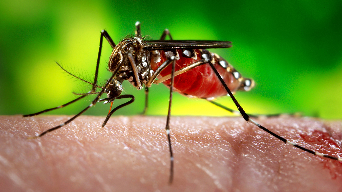 Zika yeniden hortladı: Peş peşe vakalar tespit edildi