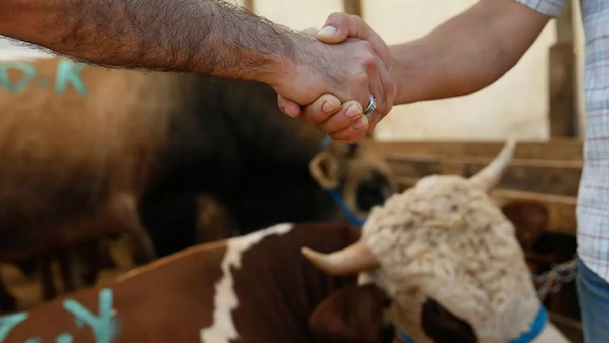 Kurbanlık fiyatları belli oldu