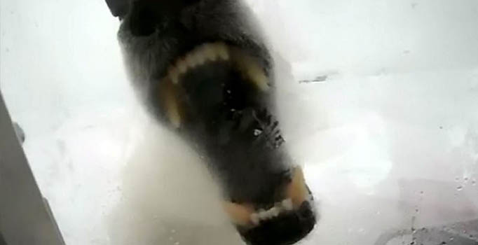 450 kiloluk kutup ayısıyla burun buruna geldi