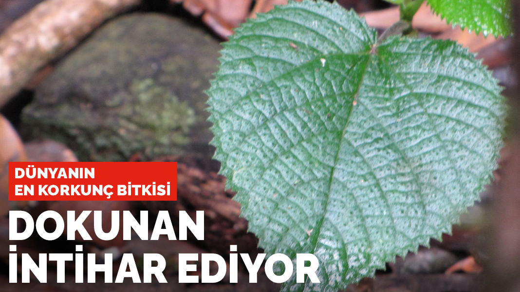 Dünyanın en korkunç bitkisi: Dokunan intihar ediyor