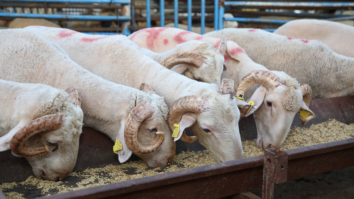 İBB'den rekor kampanya: Kurban bağışları 20 milyon liraya yaklaştı