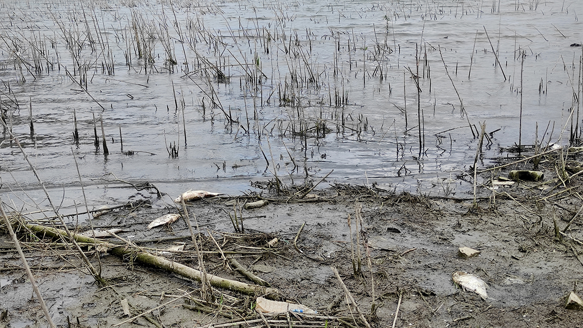 Alibeyköy Barajı'nda ölü balıklar kıyıya vurdu