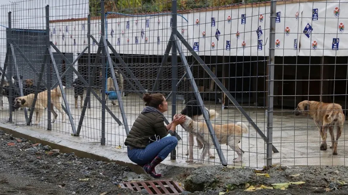 Artvin'deki selde su basan barınakta 20 köpek boğuldu