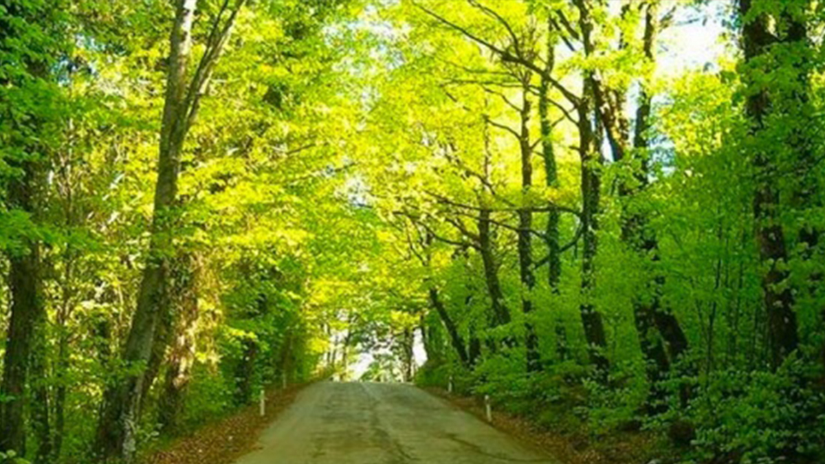 Tekirdağ ve Karabük'te de ormanlara giriş yasaklandı