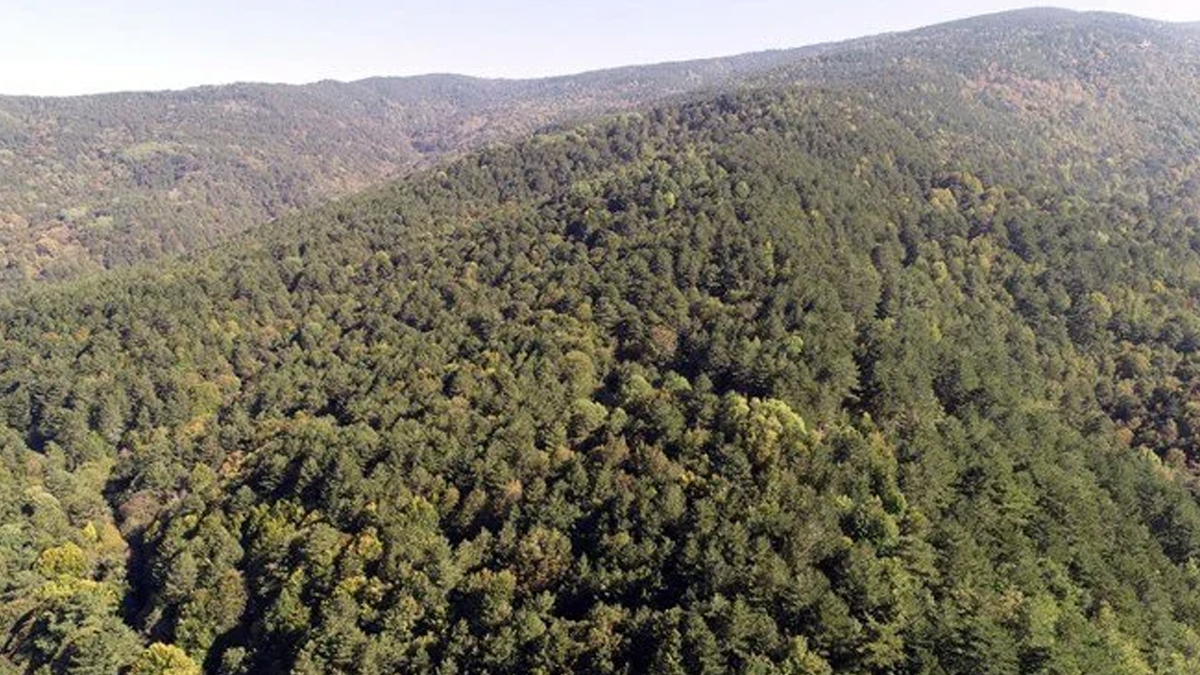Kilis'te ormana giriş yasaklandı