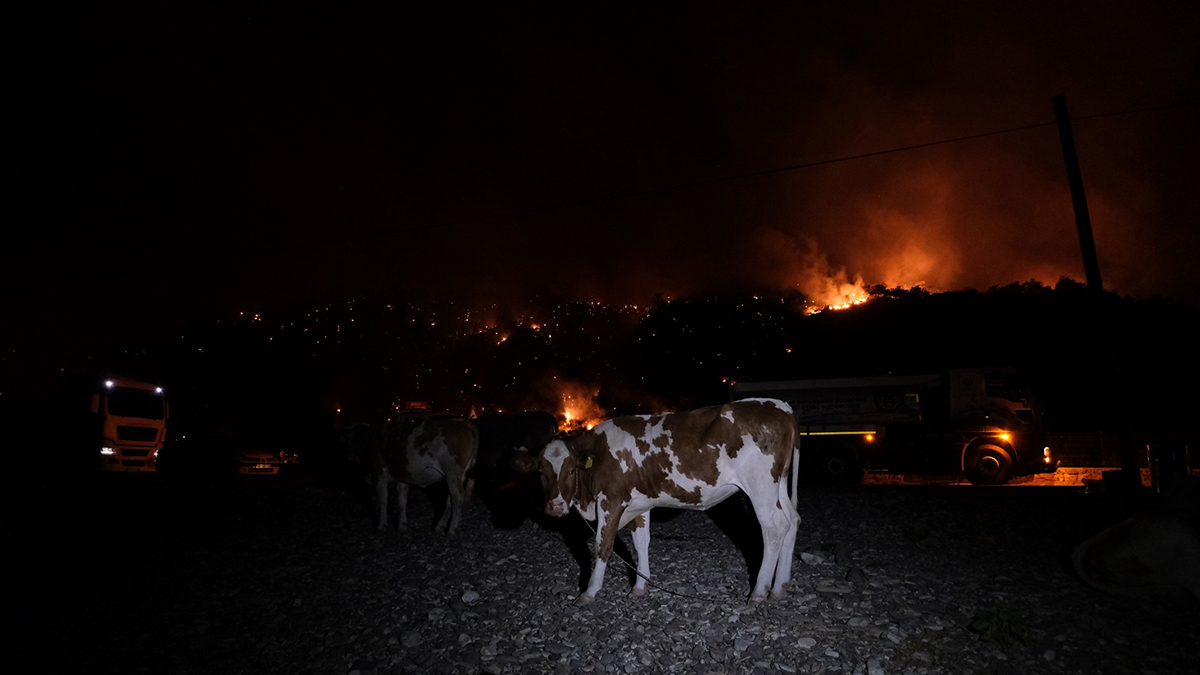 Hayvanları yangından korumak için sahile getirdiler