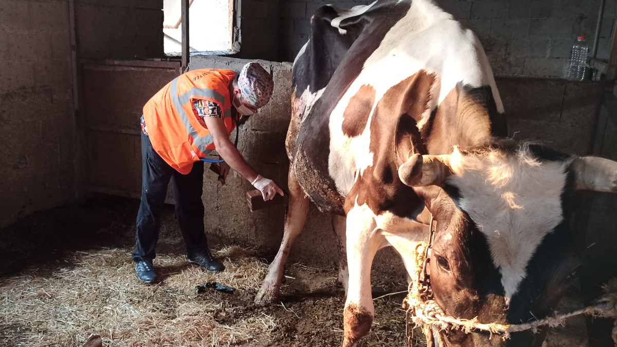 Yangından etkilenen tüm canlılar için seferberlik