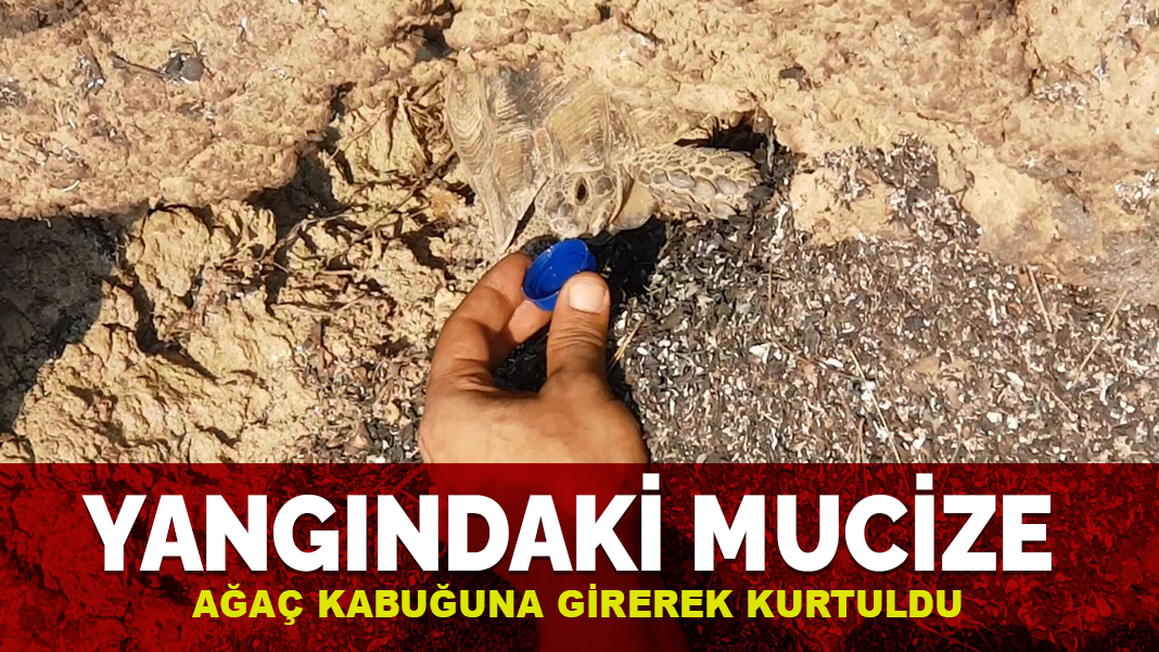 Yangındaki mucize! Ağaç kovuğuna girerek kurtuldu