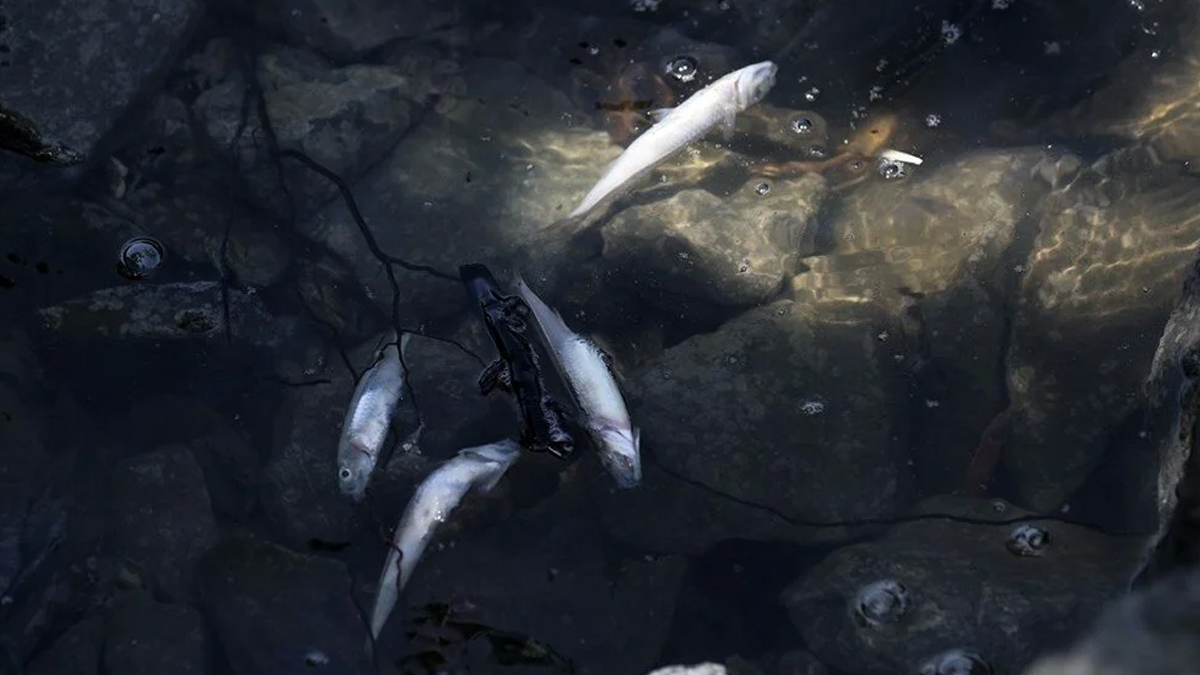 Balık ve yengeç ölümlerinin nedeni belli oldu