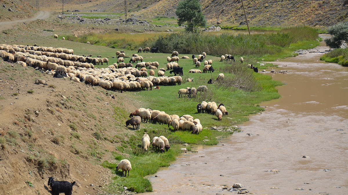 Şırnak'ta sel: Çok sayıda hayvan hastalandı