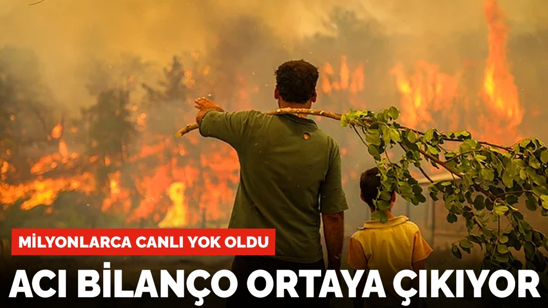 Orman yangınlarının acı bilançosu ortaya çıkıyor
