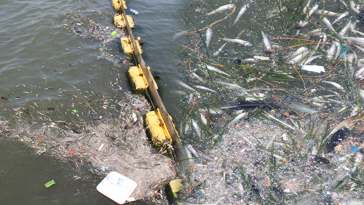 Karşıyaka'da balıklar kıyıya vurdu