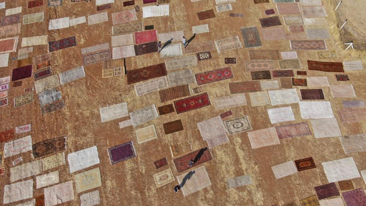 antalya da hali mevsimi sona erdi hasat basladi