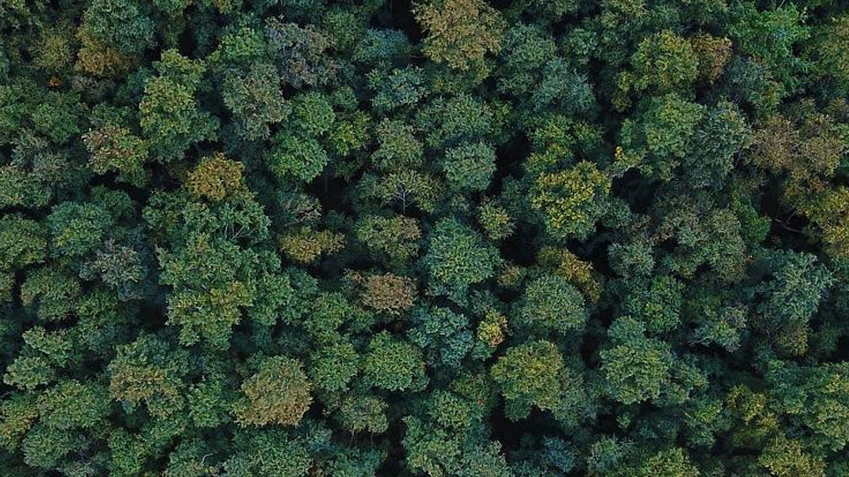 Balıkesir'de orman yasağı 1 Ekim'e kadar sürecek