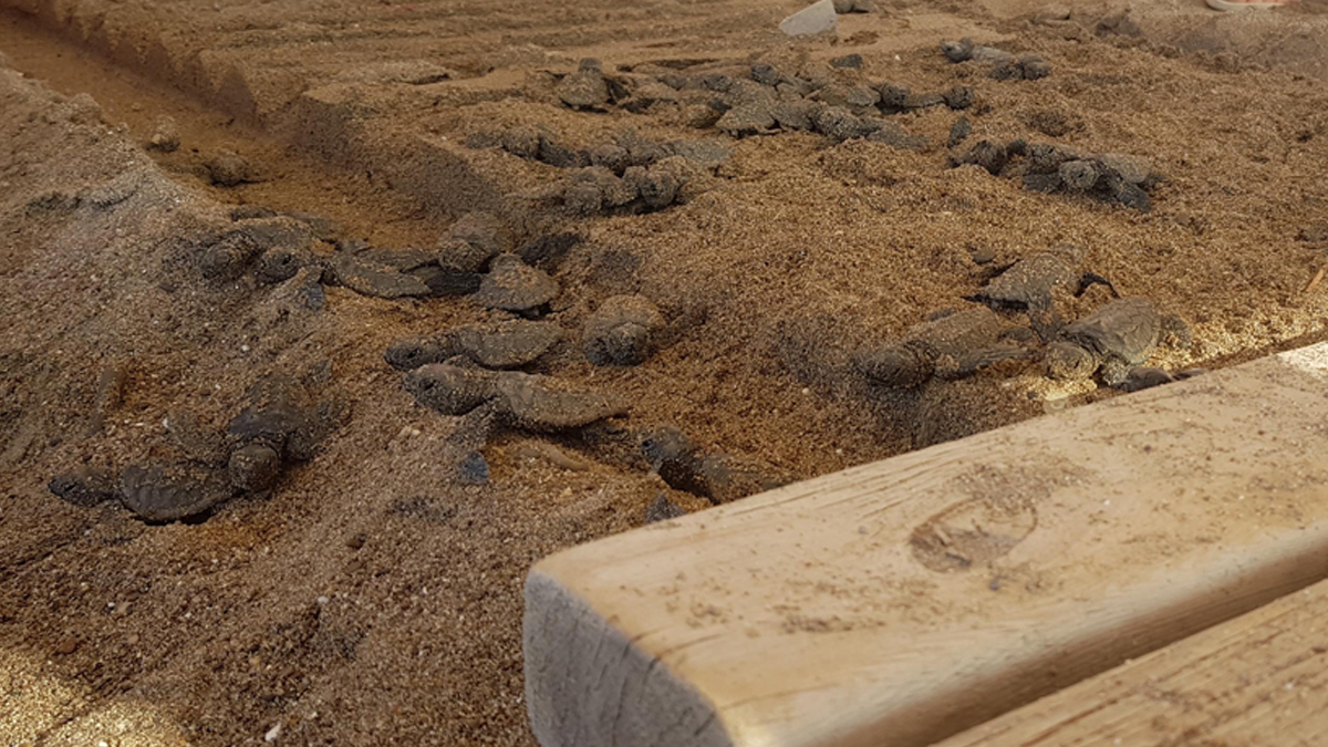 Caretta katliamında iki otele 3 ayrı soruşturma: 1 milyon TL'ye yakın ceza da gündemde