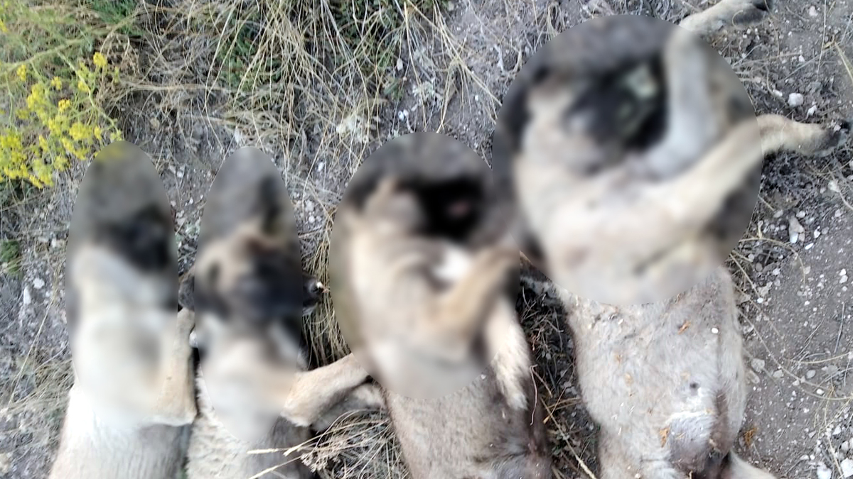 Ankara'da köpek katliamı: Cansız bedenleri yan yana dizilmiş bulundu