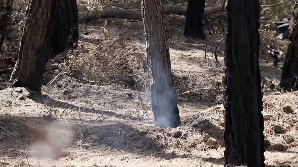 Manavgat'ta tedirgin eden görüntü! 25 gün sonra bile için için yanıyor