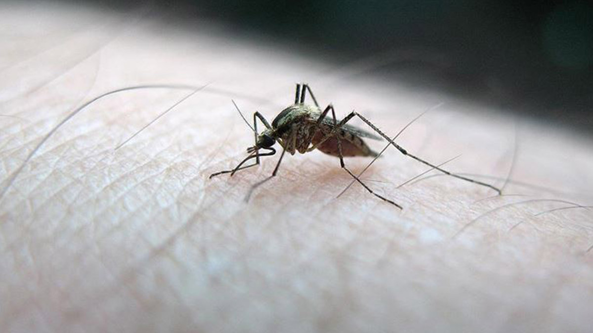 Asya Kaplan Sivrisineği nerede bulunur? İşte Asya Kaplan Sivrisineği üreme haritası