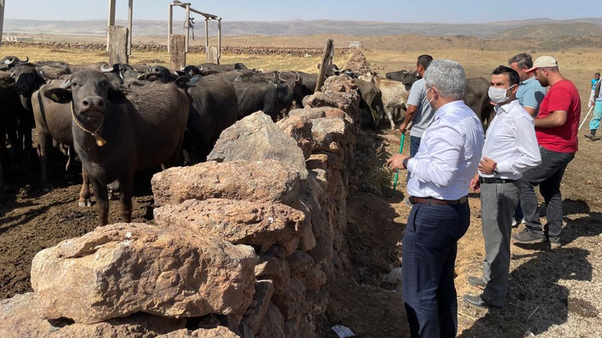 Bitlis'te şarbon paniği! Karantina başladı