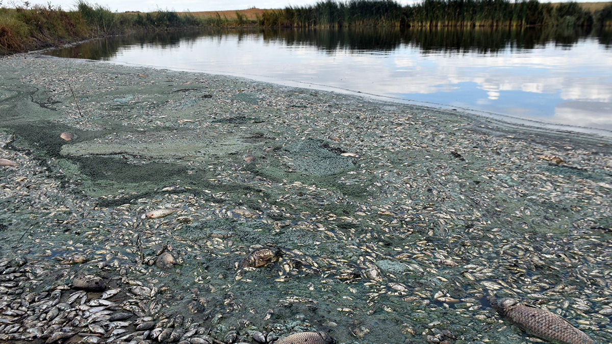 Binlerce balığı öldüren işletmeye verilen ceza 100 bin TL'yi bulmadı