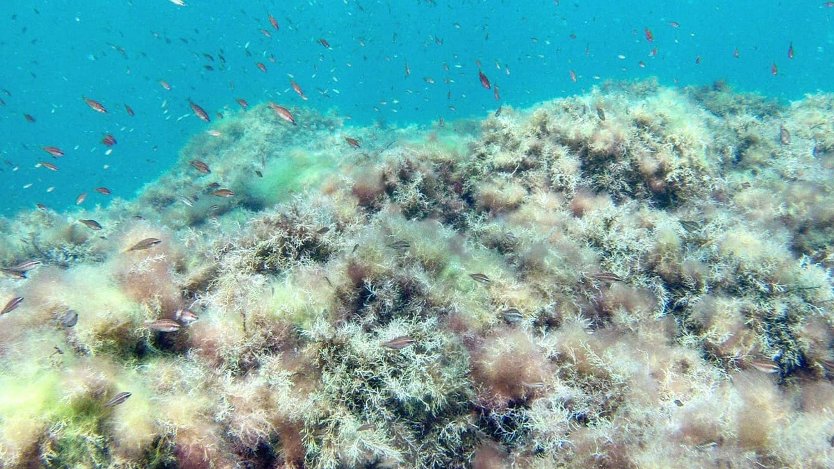 Yenikapı'da, TBMM Müsilaj Komisyonu incelemesi