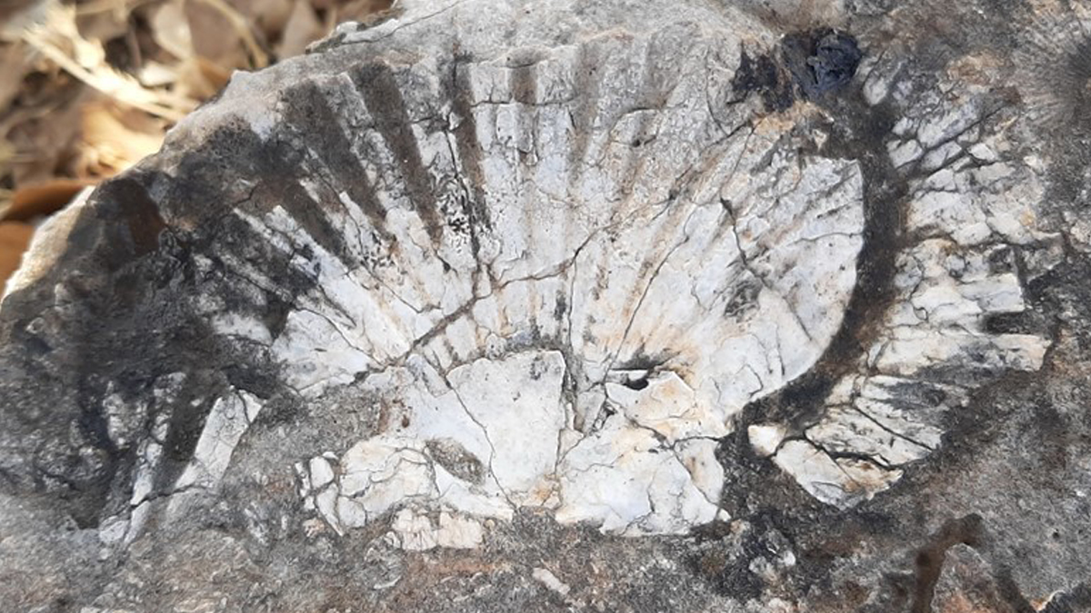 Foseptik çukuru kazılırken bulundu! 65 milyon yıllık