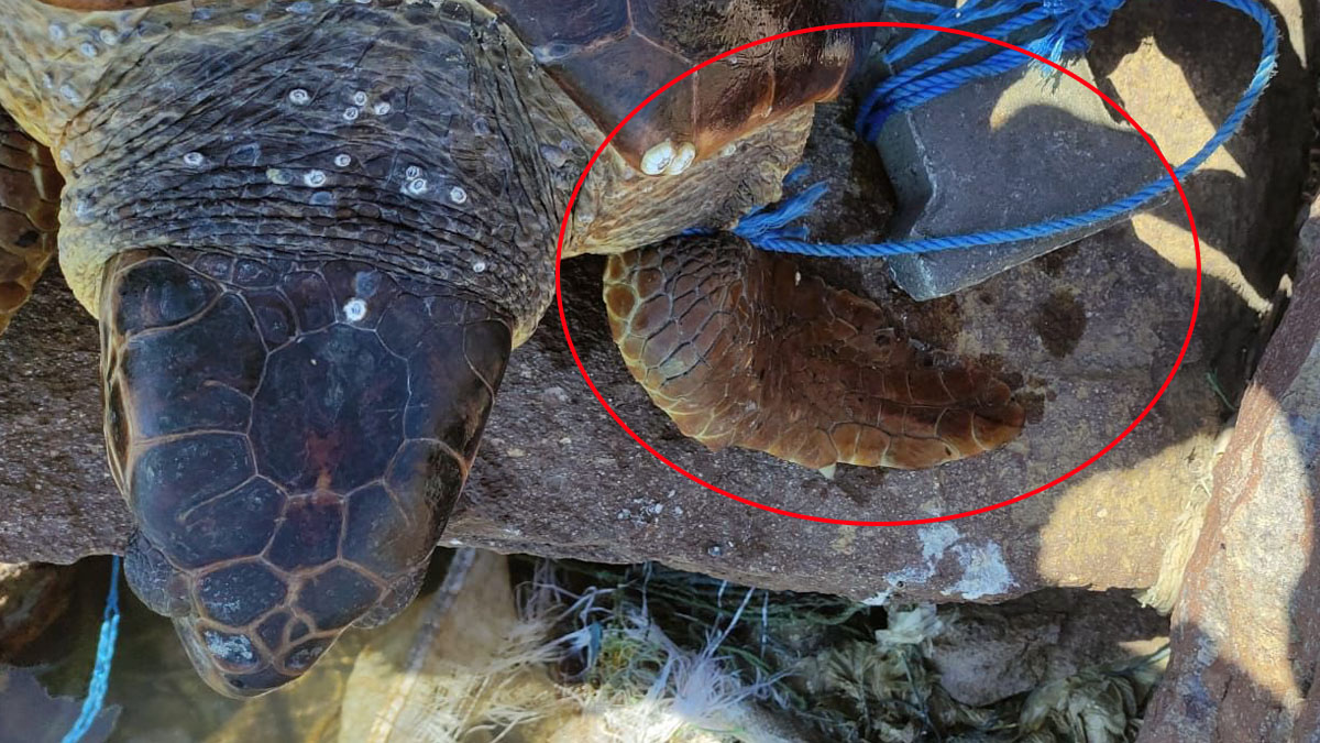 Bunu yapan insan olamaz! Koluna parke taşı bağlayıp...